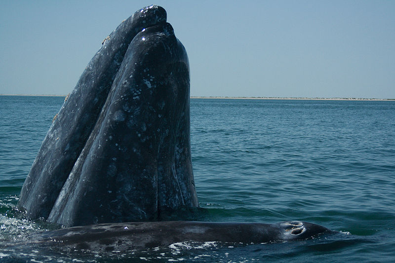 Donde puedo observar a la ballena gris en México, Balnearios Mexico