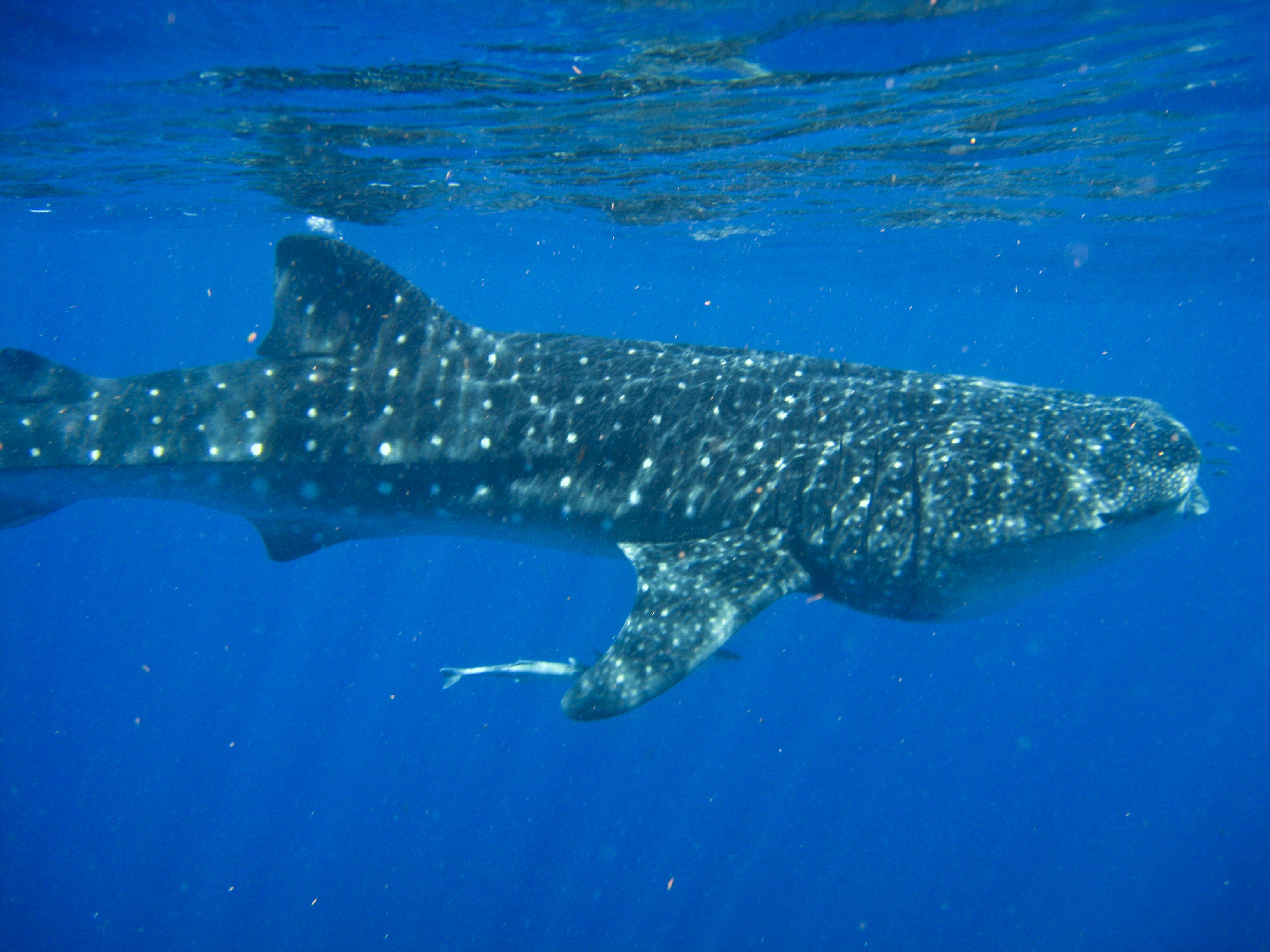 Avistamiento de tiburones ballena motiva reactivación del turismo en el Caribe Mexicano 