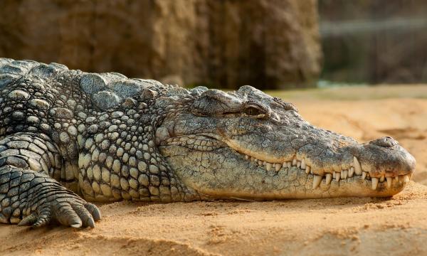 Caribe Mexicano: Vacacionistas avistan gran cocodrilo en reserva de Chetumal , Balnearios Mexico