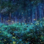 Santuario de las Luciérnagas, Eco Reino Aventura