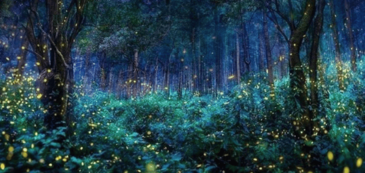 Santuario de las Luciérnagas, Eco Reino Aventura