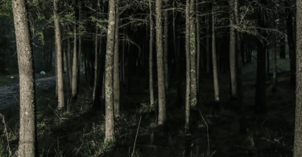 Santuario de las Luciérnagas, Eco Reino Aventura